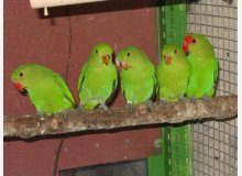 Mon coupl eet ses petits - février 2011