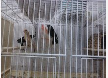 Roselins phaeo, ino et trois jeunes classiques por