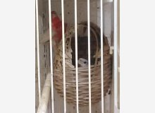 Roselins opales au nid