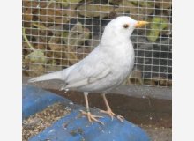 Male Merle Grizzle en argenté