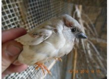 Moineau Domestiaque mutation Poitrine noire