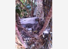 Roselin Opale et porteurs opale