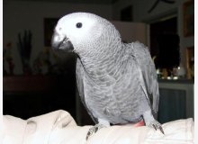 gris du gabon