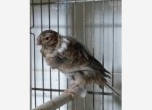 jeune 2018     1 mois1/2