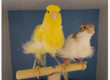 couple frisÃ© du nord