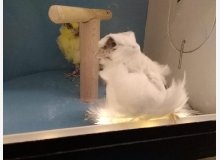 mal frisÃ© parisien