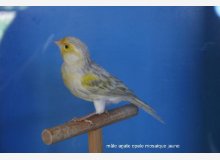 agate opale mosaique jaune