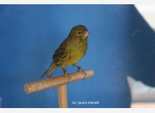 noir jaune intensif/opale