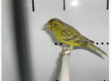 noir opale jaune intensif 92 points