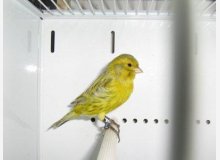 noir opale jaune intensif 93 points