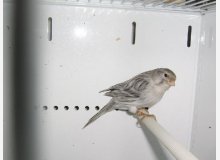 noir opale blanc 92 points