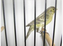 noir opale jaune shimmel