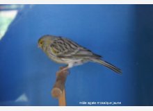 agate mosaique jaune