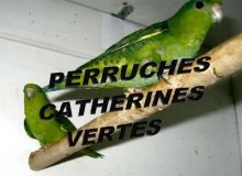 Perruches Catherines