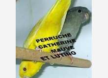 Perruches Catherines