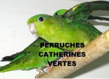 Perruches Catherines