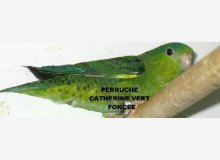 Perruches Catherines