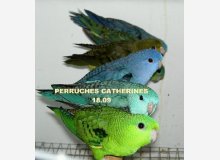 Perruches Catherines