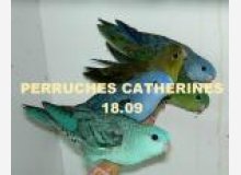 Perruches Catherines