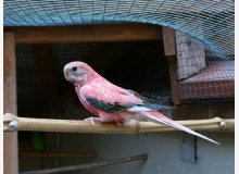 Femelle Bourke opaline adulte