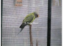 Perruche à tête prune, gris vert