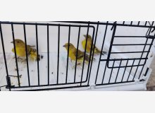 FEMELLES MAGELLANS BRUNES