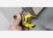 MALE MAGELLAN BRUN CITRINE