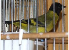 tarin magellan mâle