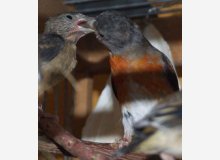 femelle tarin rouge nourrissant son petit