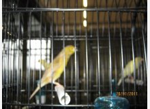 munchener champion du monde