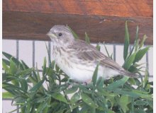 Jeune chanteur d'Afrique (S.Leucopygius)