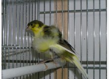 Fiorino mâle Huppé Panaché