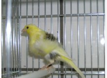 Fiorino femelle non huppé panaché