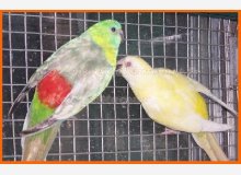 couple p à croupion r,M Mottle X lutino