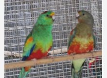 Multicolore Ventre rouge