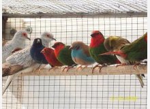 Petits Exotiques