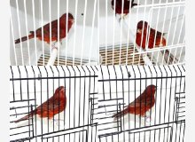 Noirs rouges intensifs