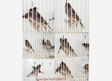 Noir onyx rouge mosaique