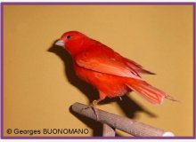 Rouge intensif lipochrome