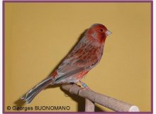 Agate rouge schimmel