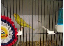 agate jaune pastel int Stam CHAMPION DU MONDE 2011