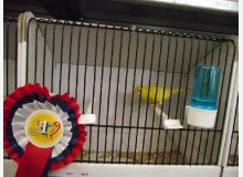 isabelle jaune pastel int stam Champion du monde