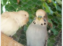 couple de perruches anglaise