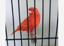 ex de femelle rouge intensif de mon élevage