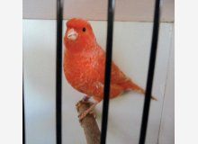 ex de femelle rouge shimel de mon élevage