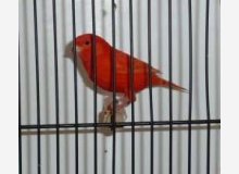 male intensif rubino chpt de france 2008 colmar