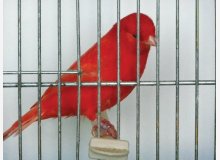 male intensif rouge de mon elevage