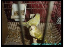 tarin des aulnes mutation brune dilue et isabelle