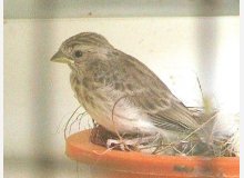 Serin Ã  croupion blanc juvÃ©nile