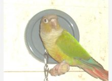 molinéa cinnamon